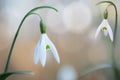 Snow drops early spring white wild flower Galanthus nivalis Royalty Free Stock Photo