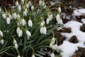 SNOW DROPS FLOWERS IN LIGHT SNOW FALLS