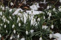 SNOW DROPS FLOWERS IN LIGHT SNOW FALLS