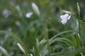 Snow drops in the grass