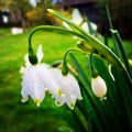 Snow Drops!