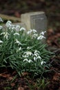 Snow drops