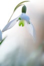 Snow drops winter or early spring white wild flower