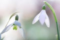 Snow drops winter white wild flower, Galanthus nivalis