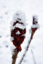 Snow on drupes of a staghorn sumac