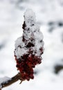 Snow on drupes of a staghorn sumac