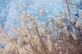 Snow on dry grass flowers plant, meadow winter background Royalty Free Stock Photo