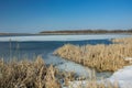 Snow and dry reeds on the shore of a frozen lake. Horizon and blue sky Royalty Free Stock Photo