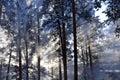 Snow dust. Sun rays shining through falling from trees the snow. In the winter forest. Royalty Free Stock Photo