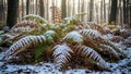 Snow-dusted ferns in a serene winter forest at dawn Royalty Free Stock Photo