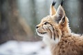 snow-dusted lynx ears twitching Royalty Free Stock Photo