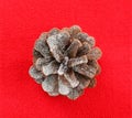 Snow dusted pine cone on red Royalty Free Stock Photo