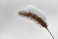 Snow on ear of wheat. Isolated on white background Royalty Free Stock Photo