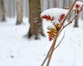 Snow early spring. First leaves.