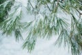 Snow on an evergreen tree