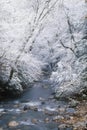 Snow fall along Little Pigeon River Royalty Free Stock Photo