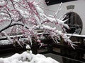 Snow fall the plum blossom, neighbor`s flowers.