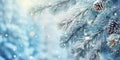 Snow fall in winter forest. Christmas new year magic. Blue spruce fir tree branches detail