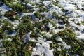 Snow and fallen leaves covering grass in winter Royalty Free Stock Photo