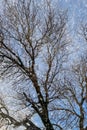 Snow falling on the bare branches of a tree against a blue sky. Royalty Free Stock Photo