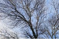 Snow falling on the bare branches of a tree against a blue sky. Royalty Free Stock Photo