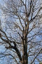 Snow falling on the bare branches of a tree against a blue sky. Royalty Free Stock Photo