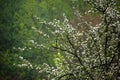 Snow Falling and Blooming Tree. Springtime in Central Europe