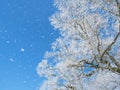 Snow falling down a winter tree