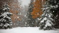 Snow Falling on Evergreens in an Autumnal Forest Royalty Free Stock Photo