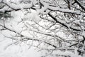 Snow falling at the fir trees branches Royalty Free Stock Photo