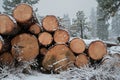 Snow Falling in Front of Large Stack of Logs Royalty Free Stock Photo