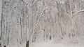 Snow falling nature forest trees landscape on white sunny winter mood day. Light and bright snow cold time video. Falling snow on Royalty Free Stock Photo