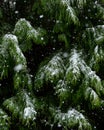 Snow falling in pine forest texture Royalty Free Stock Photo