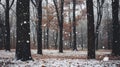 Snow Falling Through Trees in a Forest Royalty Free Stock Photo