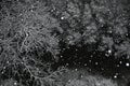 Snow falling trees Royalty Free Stock Photo