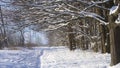 Snow Falling In Winter Forest Royalty Free Stock Photo