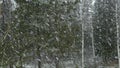 Snow falls against the background of a forest.