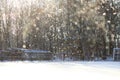 snow falls from the branches of trees from gusts of wind in front of sunlight in winter.