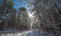 Snow falls from covered pines - beautiful forests along rural roads. Royalty Free Stock Photo