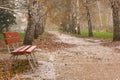 Autumn birch avenue. First snow Royalty Free Stock Photo