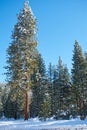 Snow Falls from Pine at Plumas National Park Royalty Free Stock Photo