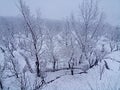 SNOW FALLS ON THE TREE & FIELD