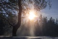 Snow falls from a tree in the sun Royalty Free Stock Photo