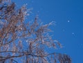 White snow falls from a tree