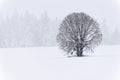 Snow falls on White Oak Tree Royalty Free Stock Photo