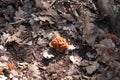 Snow false morel Gyromitra gigas mushroom in forest