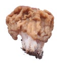 Snow false morel Gyromitra gigas mushroom isolated on white