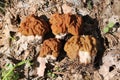 Snow false morel Gyromitra gigas mushrooms in forest