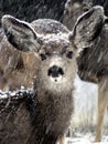 Snow Fawn