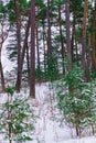 Snow fell asleep dunes and pines of the Baltic Bay. Winter landscape Royalty Free Stock Photo